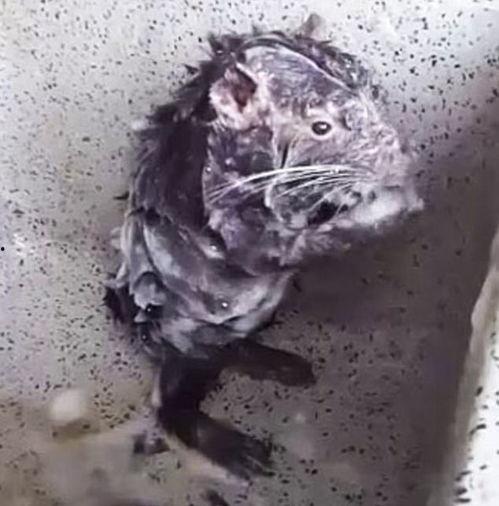 最新老鼠爆料视频下载大全,下载大全汇总 第3张 最新老鼠爆料视频下载大全,下载大全汇总 第3张